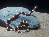 Fotografía de serpiente coral.