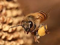 Fotografía de abeja volando.