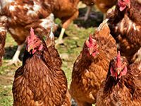 Fotografía donde se ven varias gallinas.