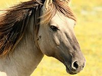 Fotografía donde se muestra la cabeza de un caballo.
