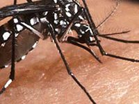 Fotografía de zancudo en la piel de una persona.