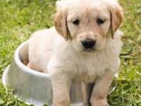 Fotografía de cachorro