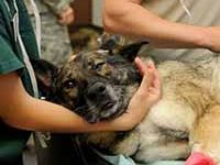 Fotografía de un perro en la veterinaria