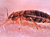 Fotografía de chinche de cama