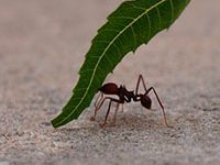 Fotografía de hormiga zompopa