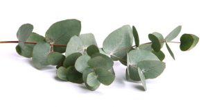 Rama de eucalipto de hoja redonda.