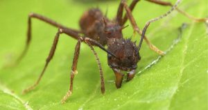 Fotografía de hormiga zompopa cortando una hoja