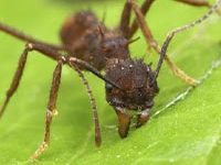 Fotografía de una hormiga zompopa cortando una hoja