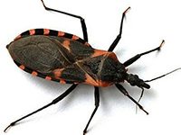 Fotografía de Chinche chupa sangre