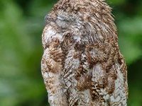 Fotografía de un pájaro estaca