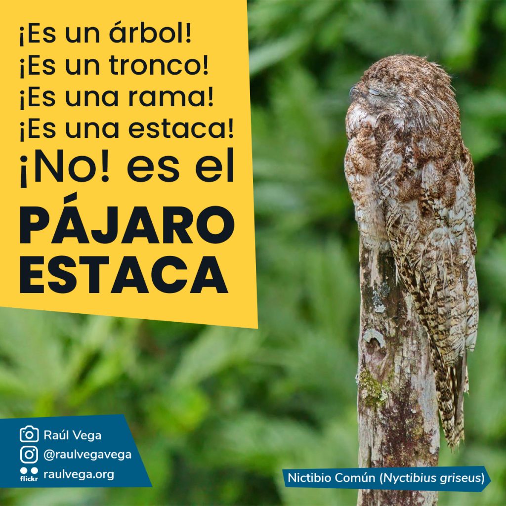 Fotografía del pájaro estaca