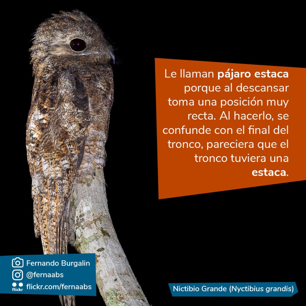 Fotografía del pájaro estaca