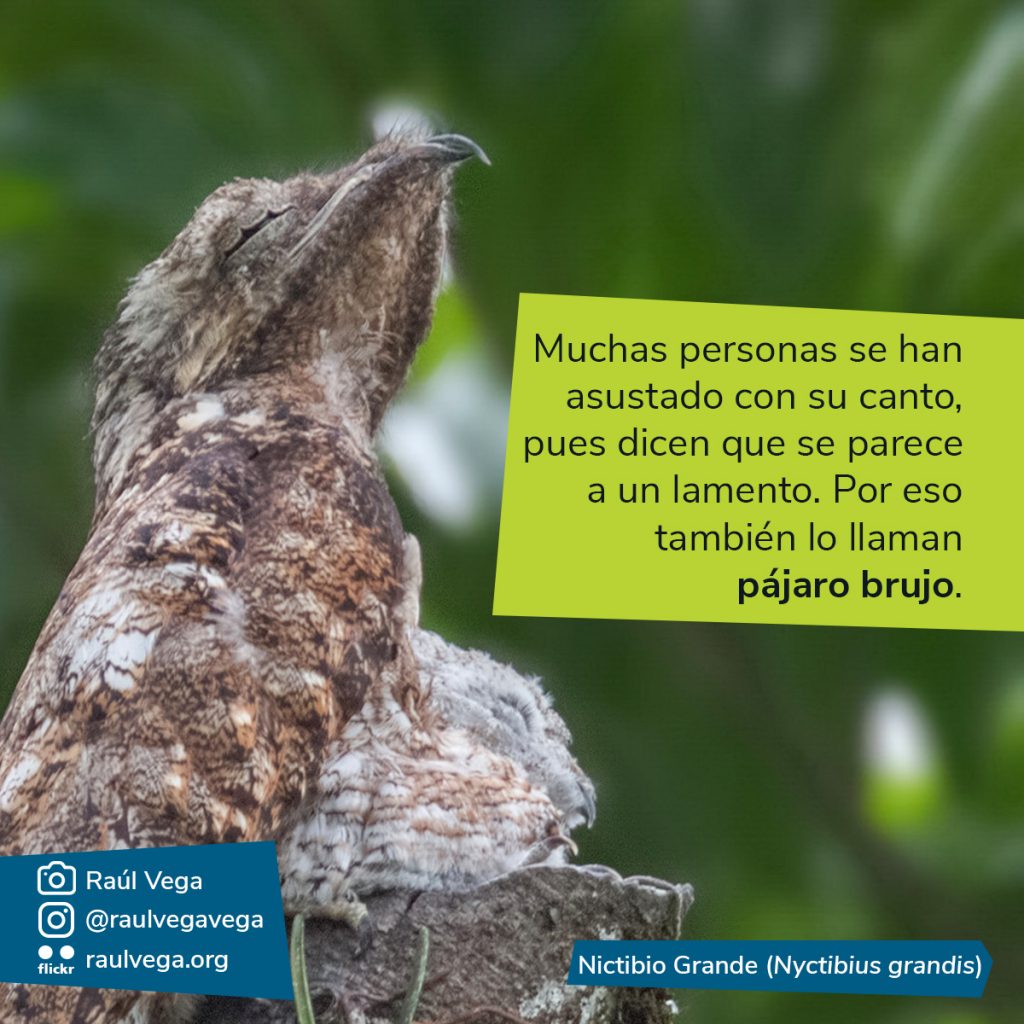 Fotografía del pájaro estaca