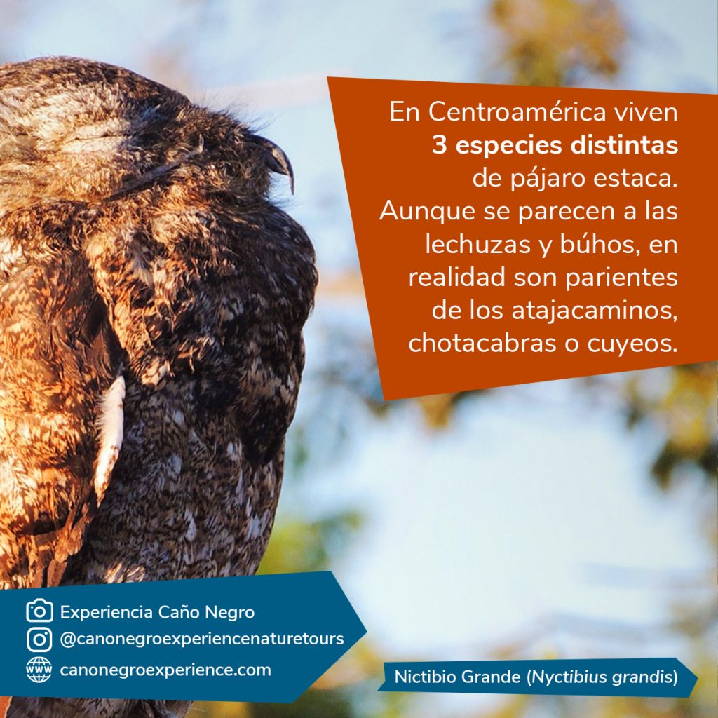 Fotografía del pájaro estaca