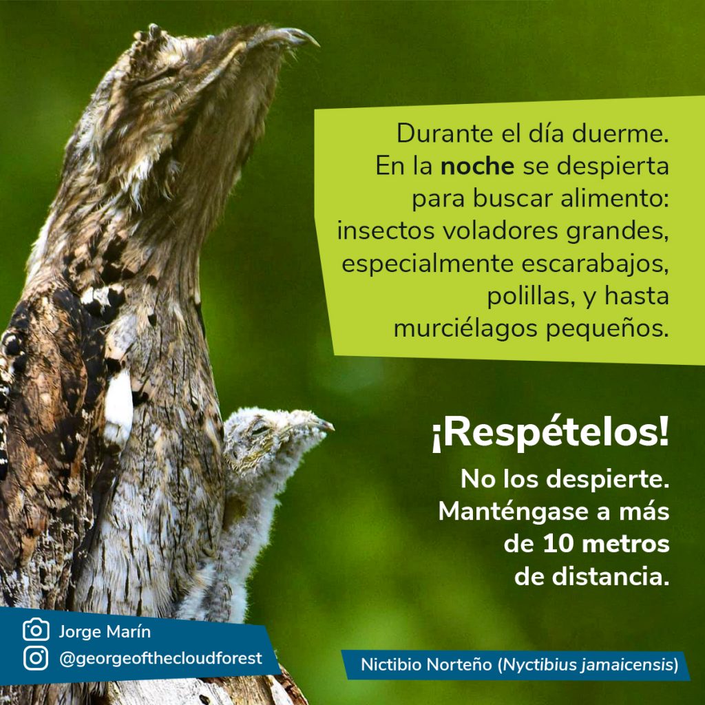 Fotografía del pájaro estaca