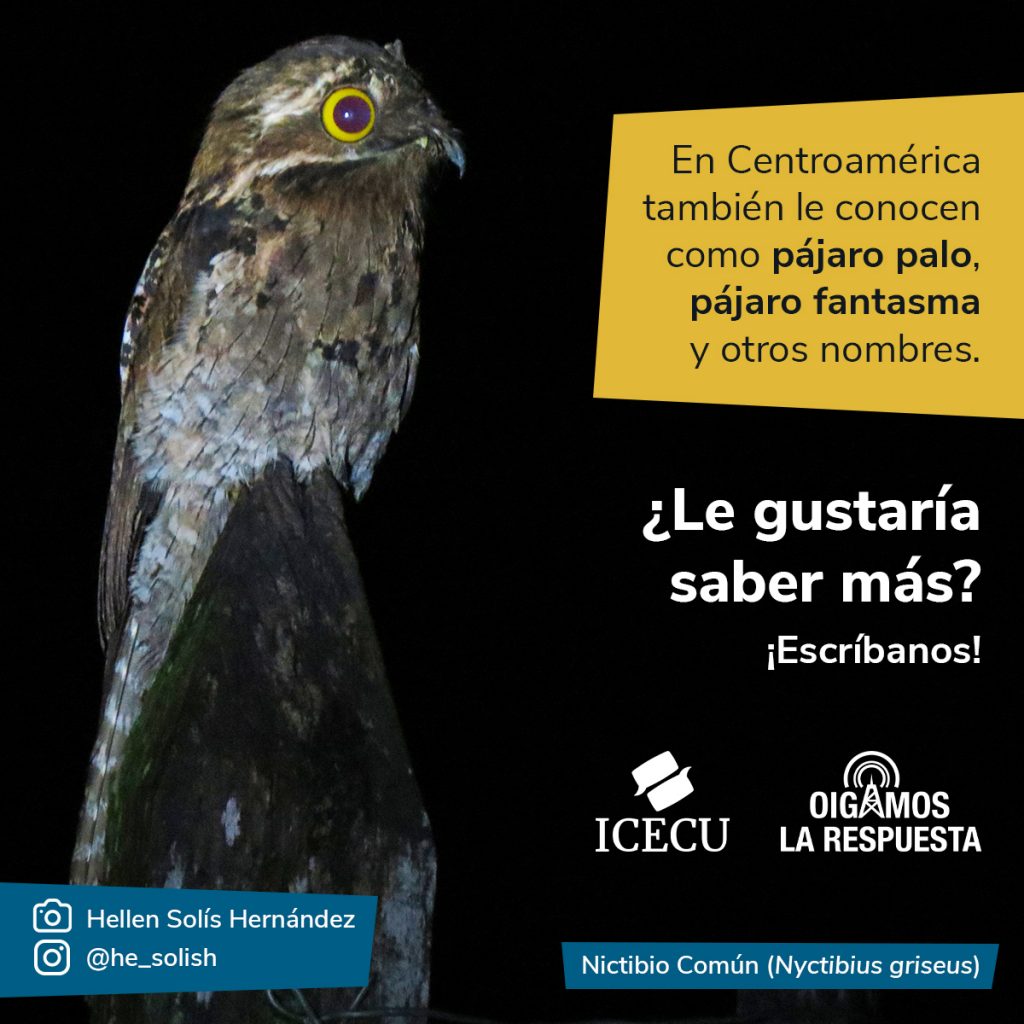 Fotografía del pájaro estaca