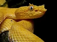 Serpiente oropel o bocaracá