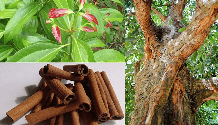 Se muestran tres imágenes. Una tiene varias astillas de canela, otra muestra el tronco de un árbol de canela y la otra muestra las hojas de este árbol.