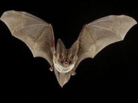 Fotografía de un murciélago volando