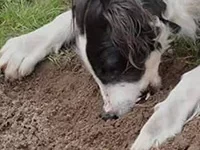 Fotografía de perro comiendo tierra